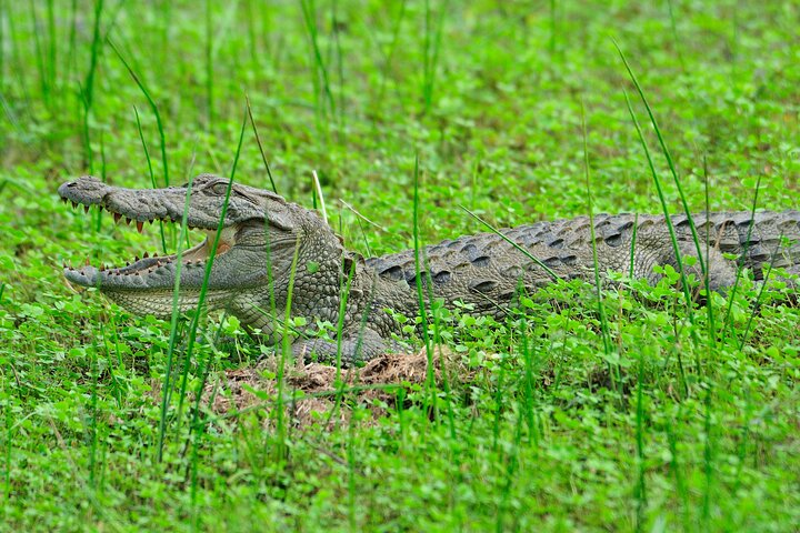 Glamping Safari Bordering Udawalawe National Park 2 days  - Photo 1 of 7